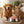 more minced with dog and cat in pic